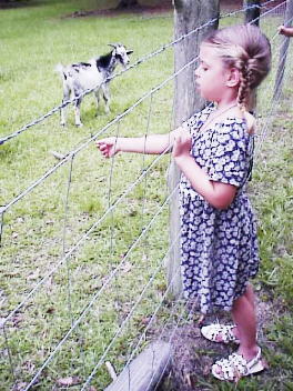 I bribed the goats with pears